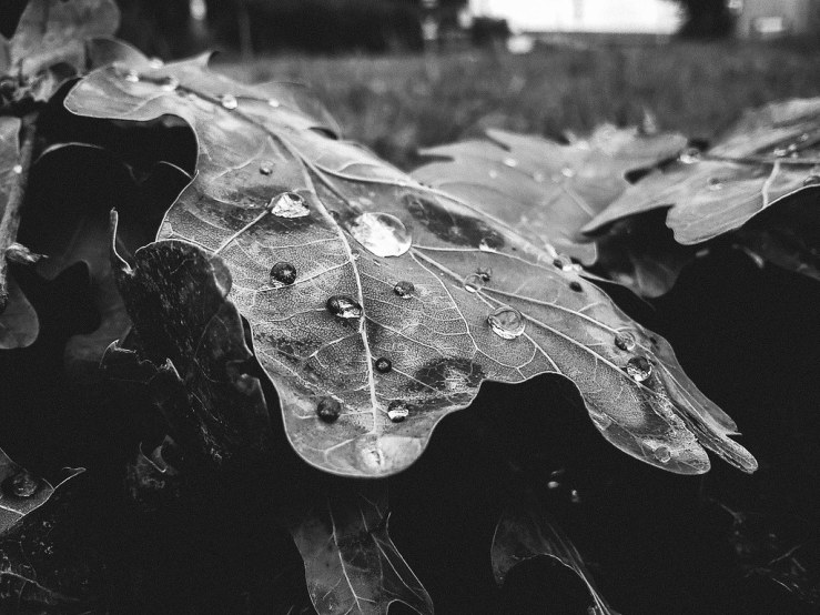 14521987776_4d4a8d9e83_b