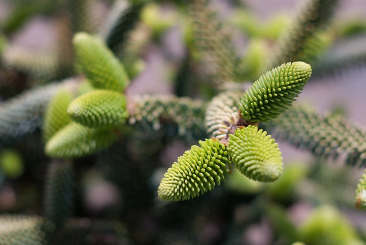 33889996483_12367290d5_b