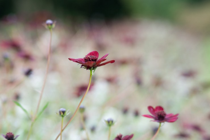 37149378495_7e55a37023_b