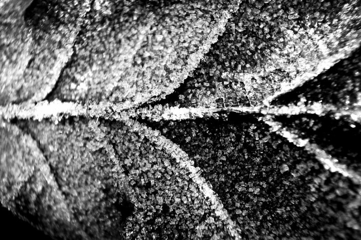 39779363121_d374f4190f_b