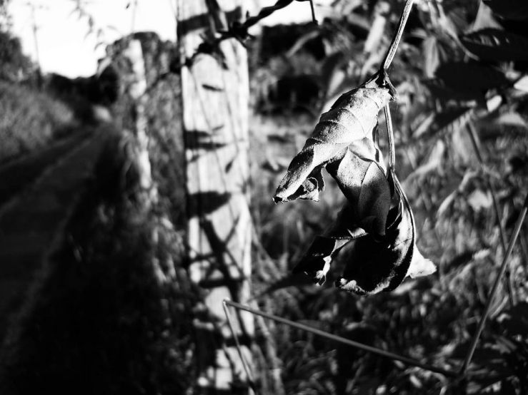 41411348770_ca821be694_b