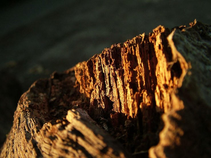 48018095631_075639c982_b