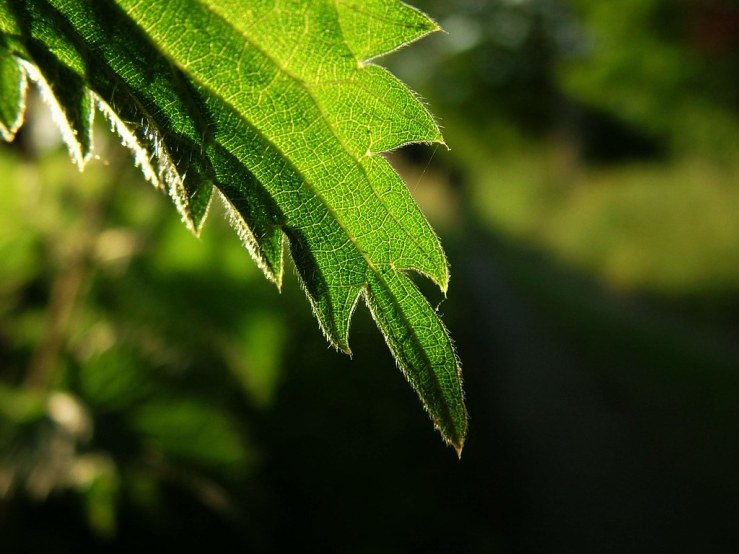 48018095831_c518f89cf0_b