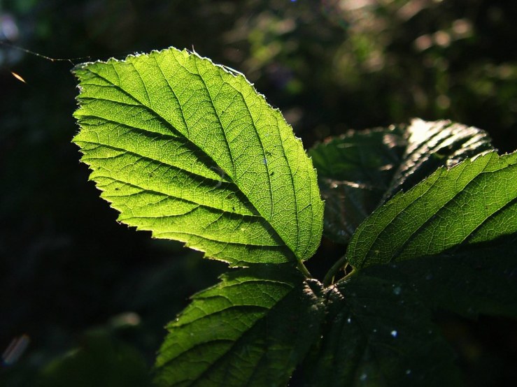 48018111563_732b536b02_b