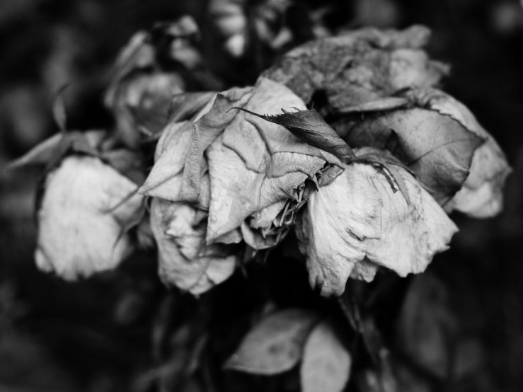 48038964226_f9ddd597a7_b