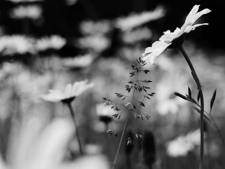 48039069302_90bdfce78a_b