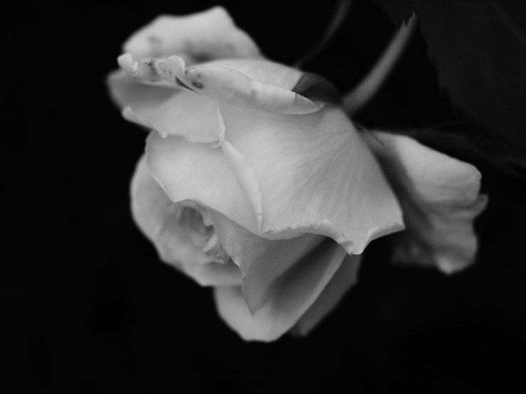 48056251176_6be05c0698_b