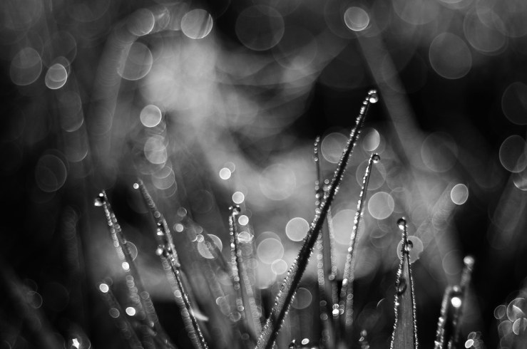 48086762466_5191455b36_b