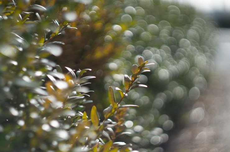 16846697429_ba322477c4_b