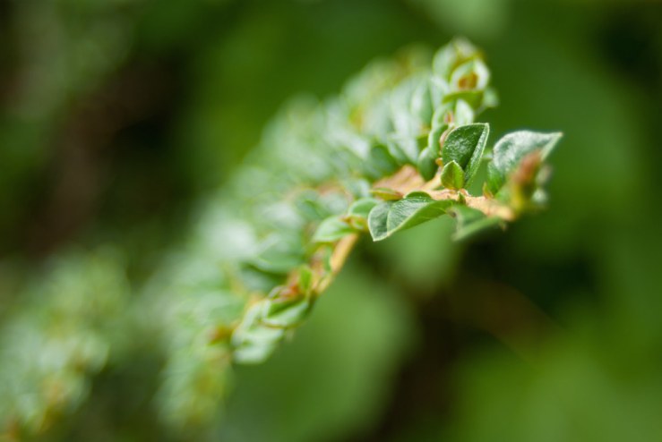 34597439722_a70629e969_b