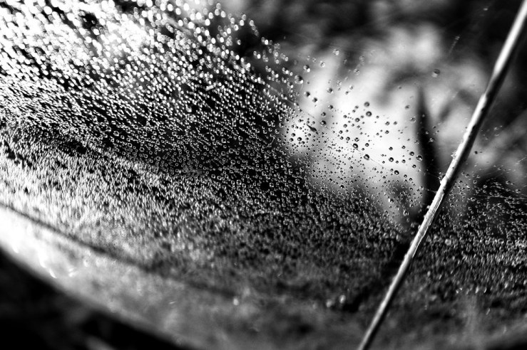 40565252425_13a8ecb1bf_b