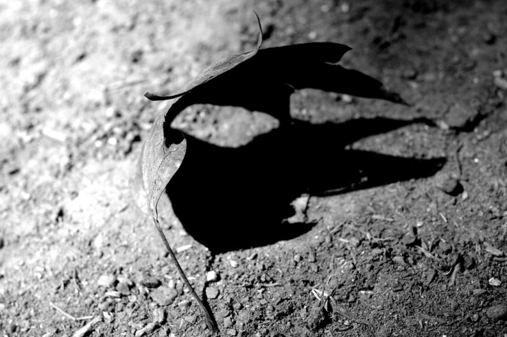 48251737781_e8af740e6e_b