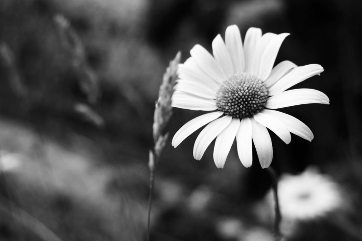 48266247046_4cbe5fa72e_b