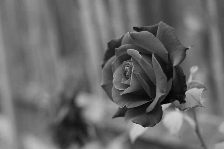 48309690721_9b5544504c_b