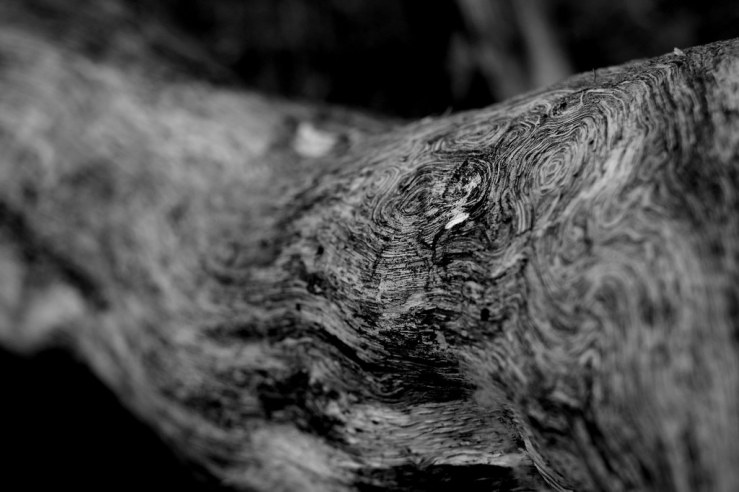 48323356742_726a6e0298_b