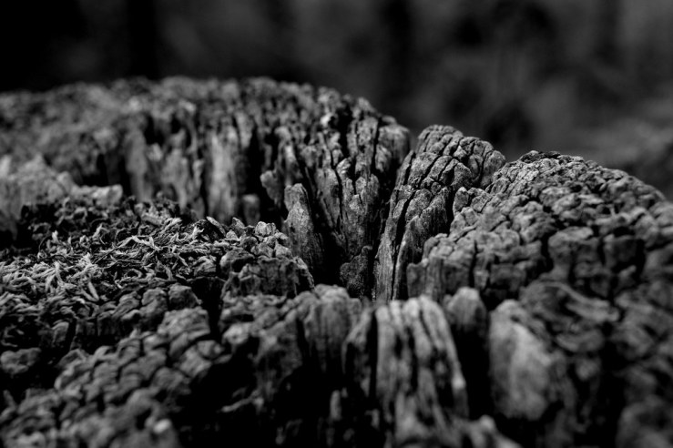 48323369142_94af89d860_b