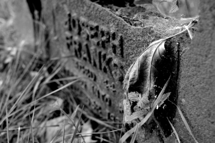 48323378432_752e4c119c_b