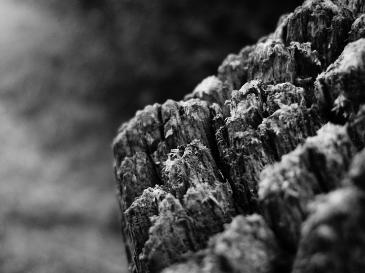 48372945026_caec9fbf3b_b