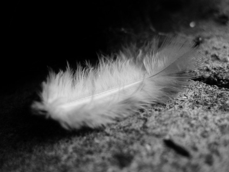 48372945196_f00b19869c_b