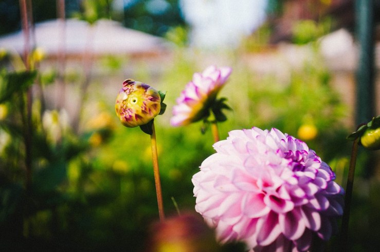 48373172292_390432fee7_b