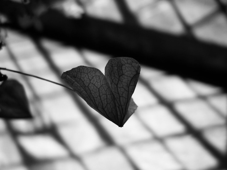 SAMSUNG DIGITAL CAMERA