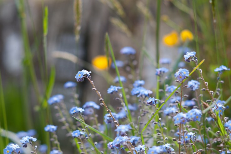 34152060280_01d50d6875_b