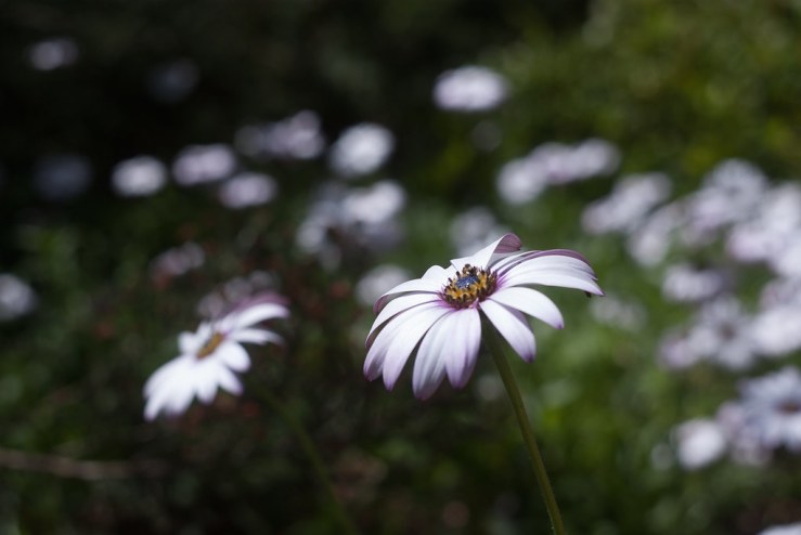 34462530850_3dcc08b43c_b