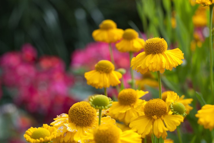 34980716644_92914069c8_b