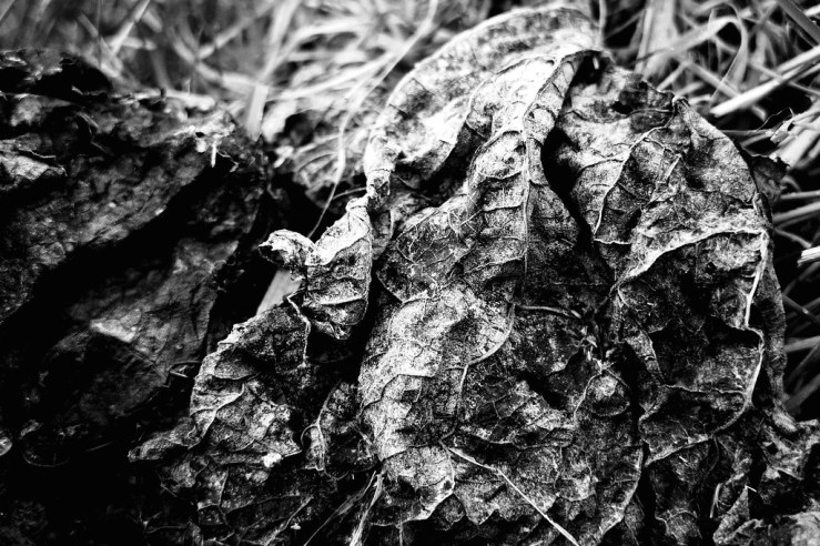 38898103850_aa9f22a150_b