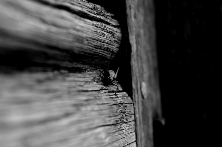 48432604807_25630247e1_b