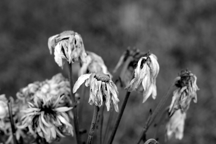 48439809082_eeb4a4a286_b