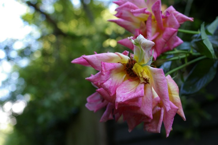 48466254792_1145719397_b