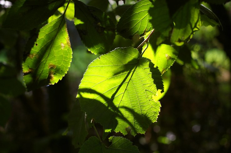 48466255072_2e78b6a89e_b