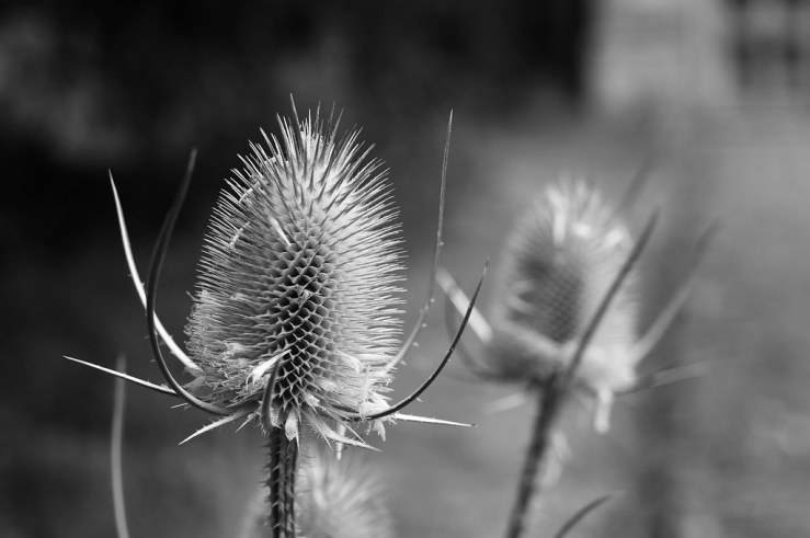 48473836812_70cd4e9d5d_b