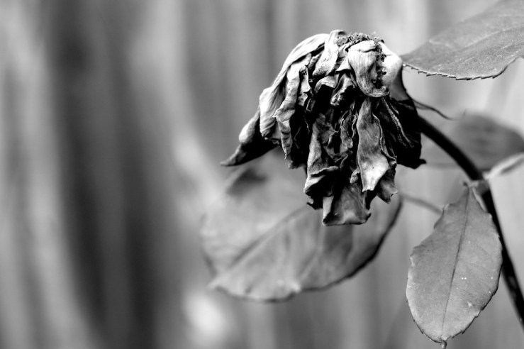 48473966267_8d215985e6_b