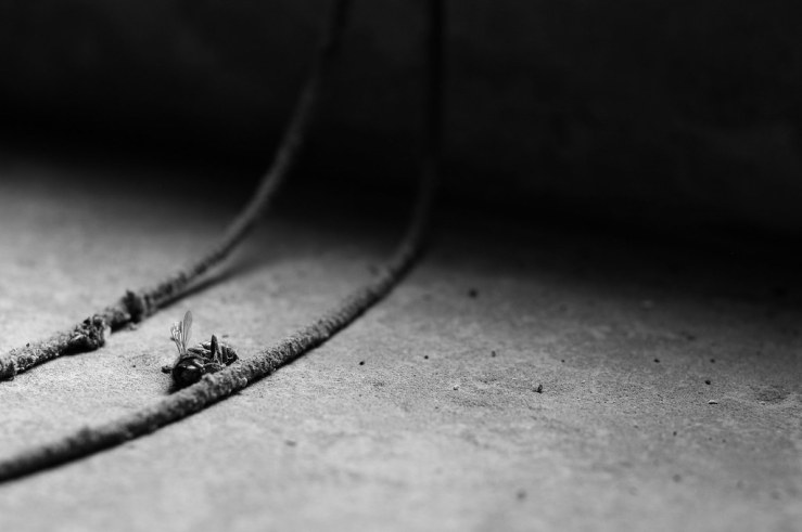 48488605836_d305fc8306_b