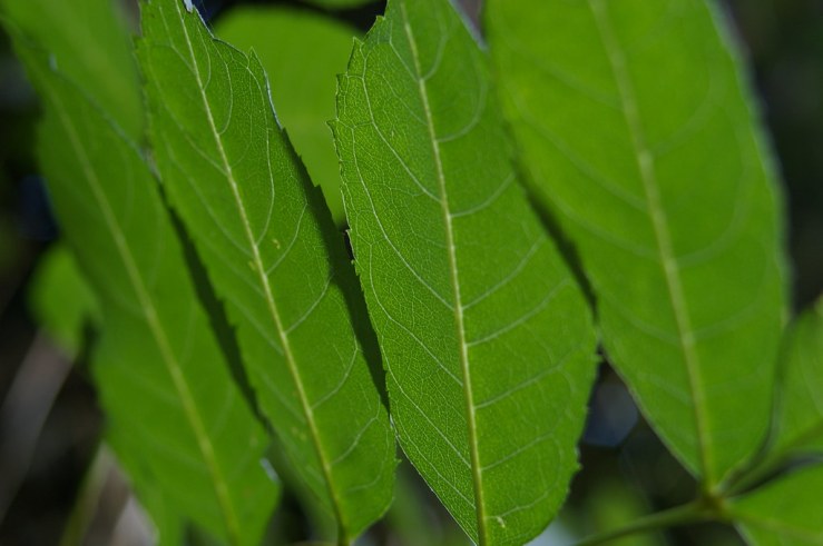 48496370736_494edb4990_b