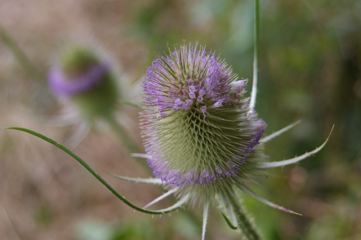 48523145491_22f3f857e3_b