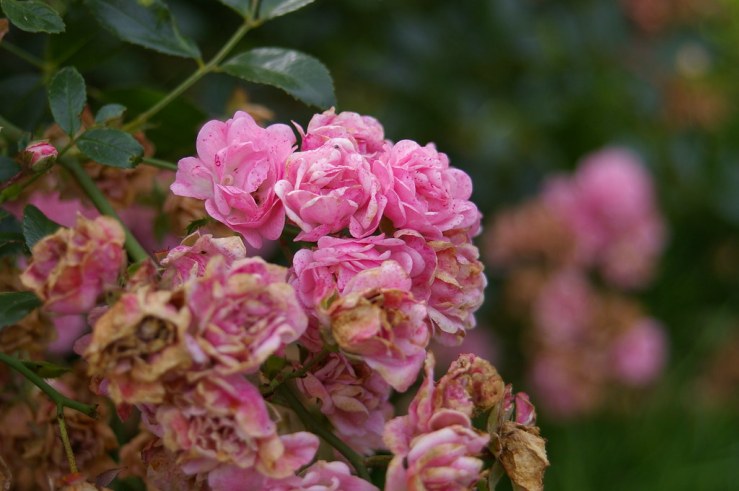 48523145686_64fc29c9ff_b