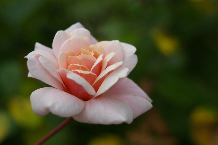 48523313682_25515163e2_b