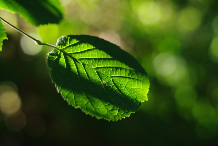 48607395381_f36a147870_b