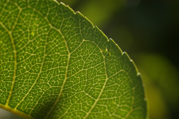 48630924933_e785e9460b_b