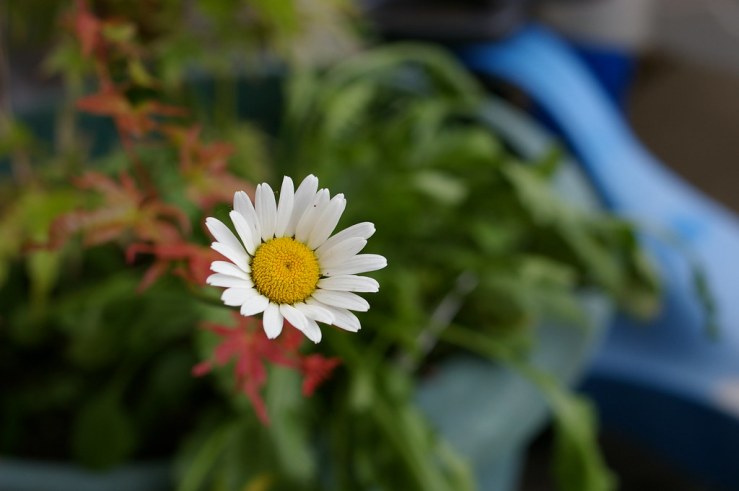 48642461701_eaa336caaf_b