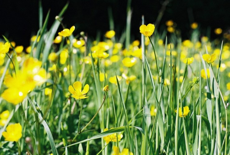 18967114801_9dc2f4bda9_b