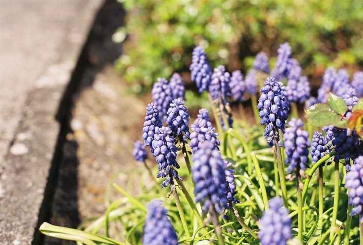 27495691754_5306cec4b6_b