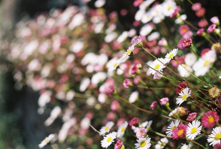 27790384322_86fb568093_b