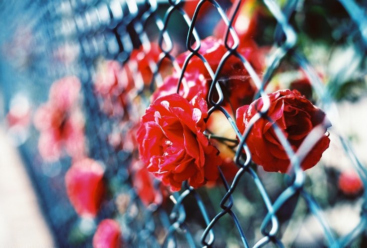 30626911254_0406552c70_b