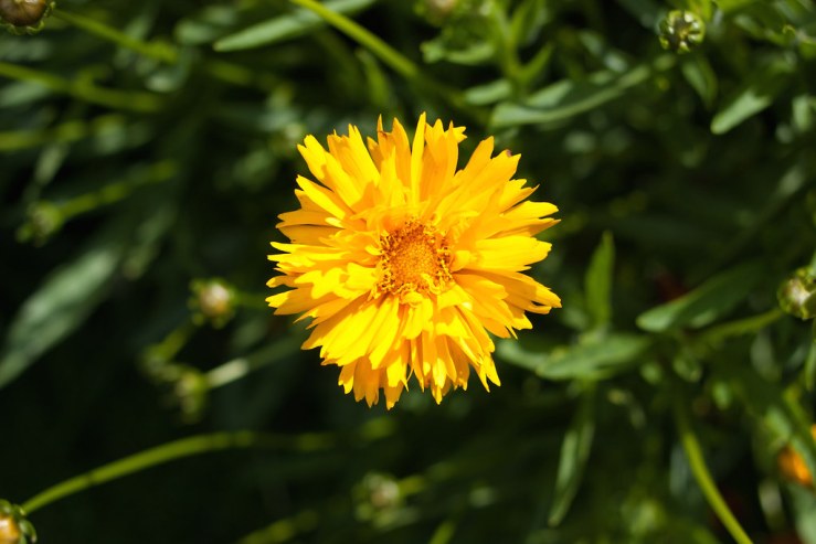 36441955476_b42c6f87f1_b