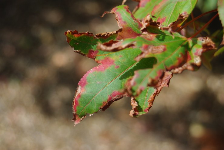 48678690968_f223895a95_b