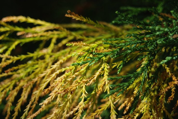 48678691098_3850ab5cc6_b